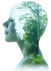 tree-natural-reflection-human-and-nature-environmental-connection-green-mind-png